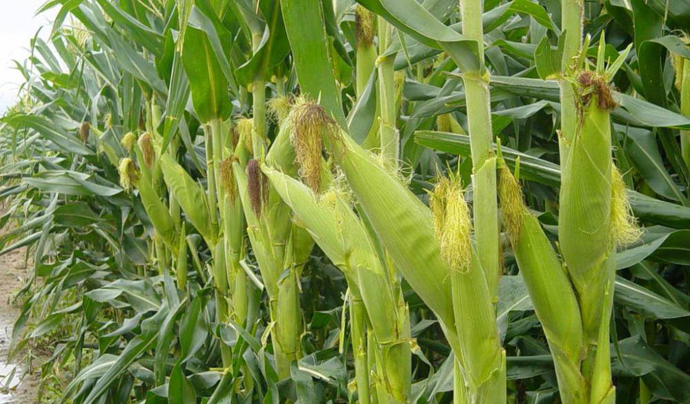 Agroindustriales exigen resolver disputa por prohibición de México al maíz transgénico