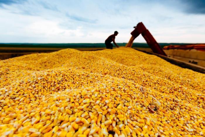 México aumenta importación de maíz de Brasil por incertidumbre con TLCAN