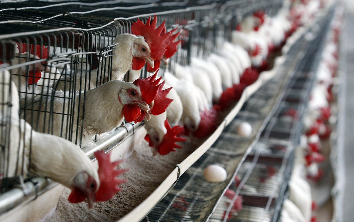 Urge frenar avance de gripe aviar: productores mexicanos