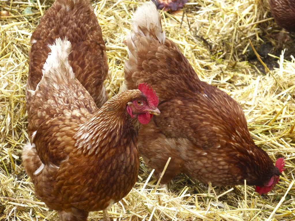 No hay riesgo para producción avícola nacional pese a casos de gripe aviar: Senasica