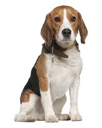Con alta efectividad, tu perro es capaz de olfatear cuanto estás estresado: estudio