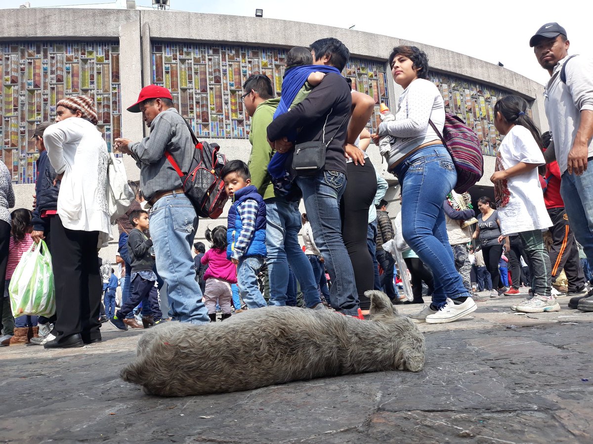 Perritos peregrinos, en el abandono tras celebración en la Basílica