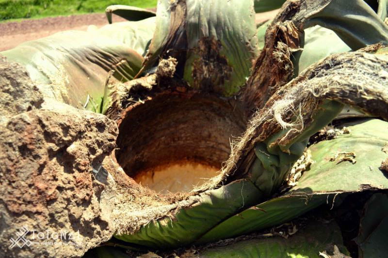 Mezcal, la bebida ancestral y el elixir del agave