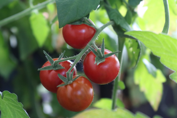Mientras México respira aliviado, tomateros siguen combatiendo amenaza de aranceles
