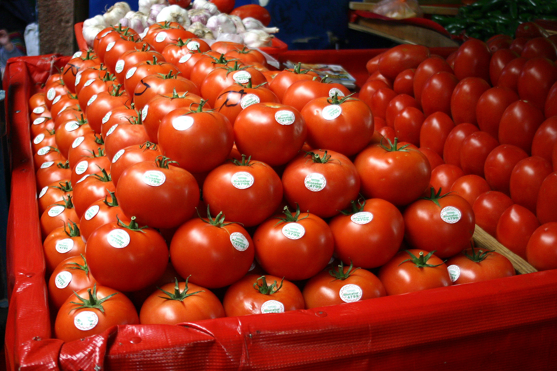 Arancel al tomate recorta hasta un 30% empleo en parcelas, productores