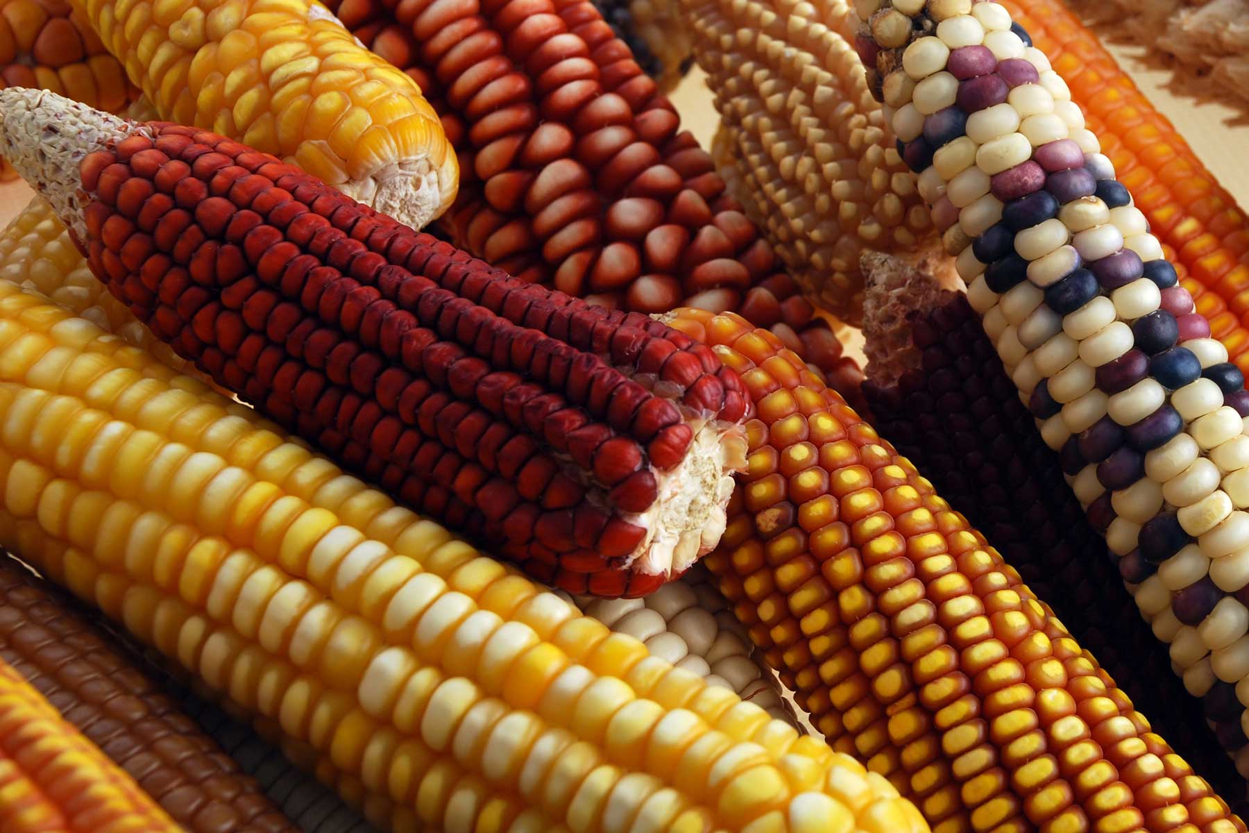 FAO, maíz