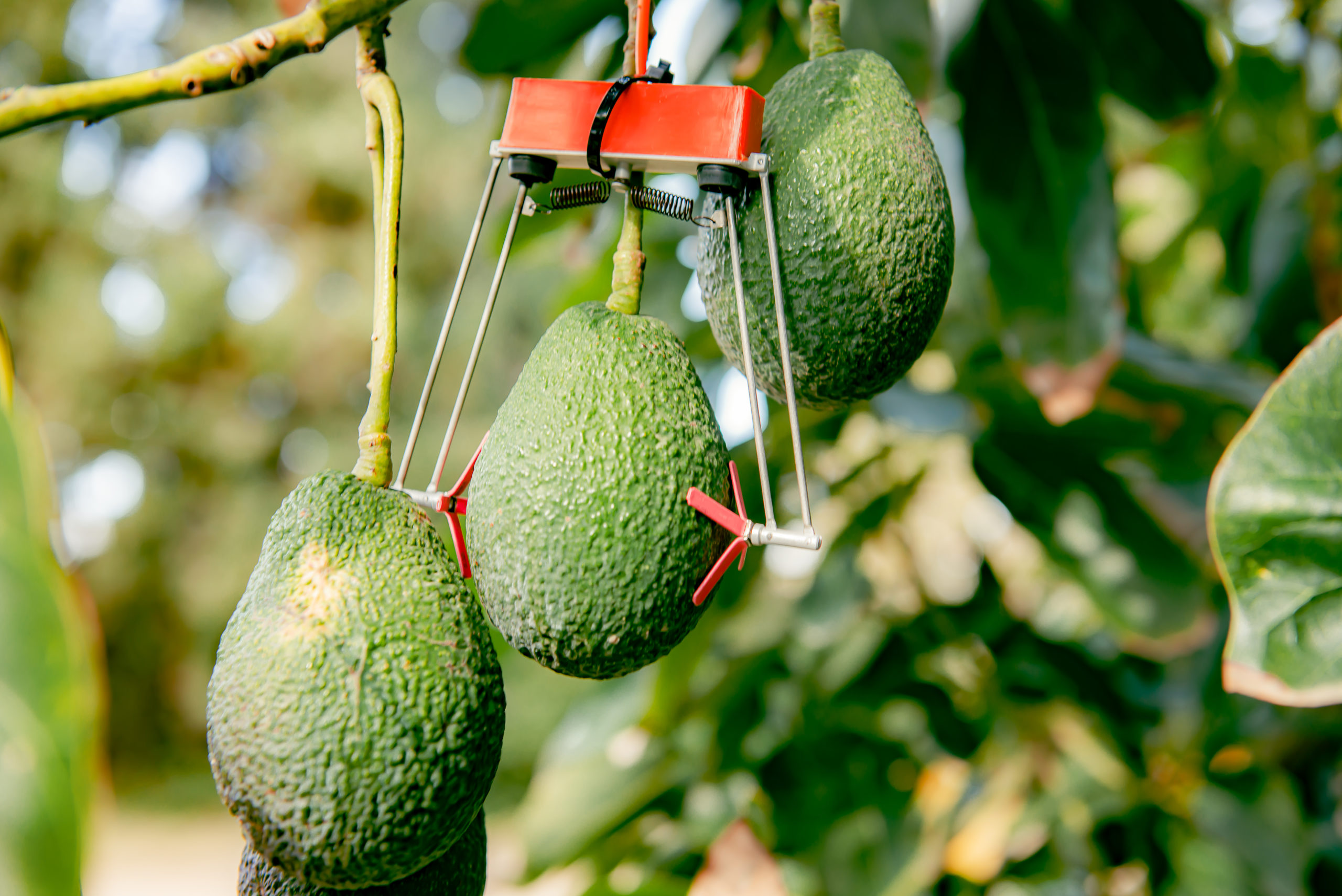 Se puede hasta cultivar aguacates con inteligencia artificial