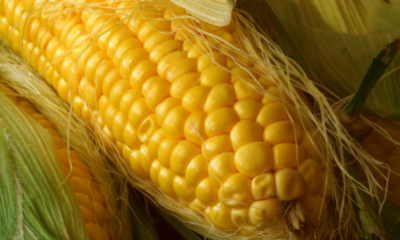 Ingredion y Coca-Cola firman convenio para aumentar producción de maíz amarillo