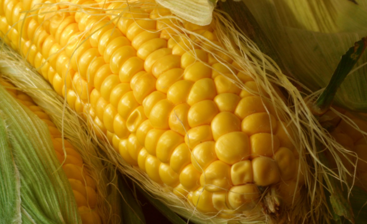 México reducirá importaciones de maíz amarillo en 40% hacia 2024