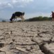 Sequía podrían presionar precios y producción de agropecuarios: Banxico