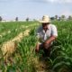Hacienda eliminará el Programa de Aseguramiento Agropecuario