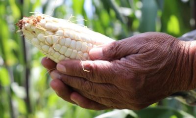 Producción agrícola / @GobCDMX