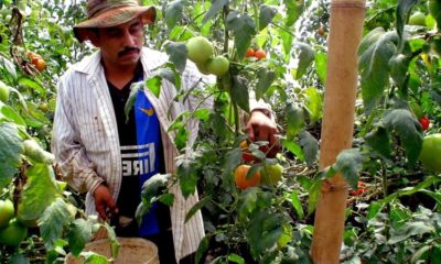 tomate, cosecha tomate