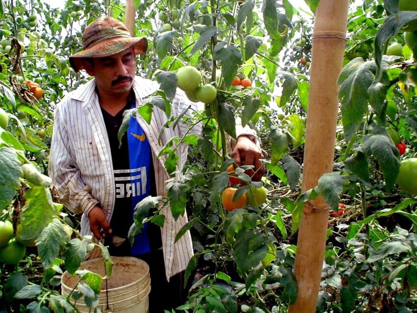 tomate, cosecha tomate