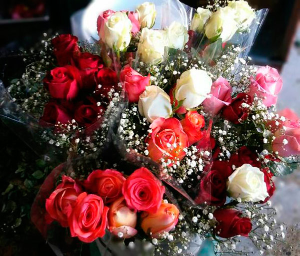 Lista la producción de rosas para el Día de San Valentín