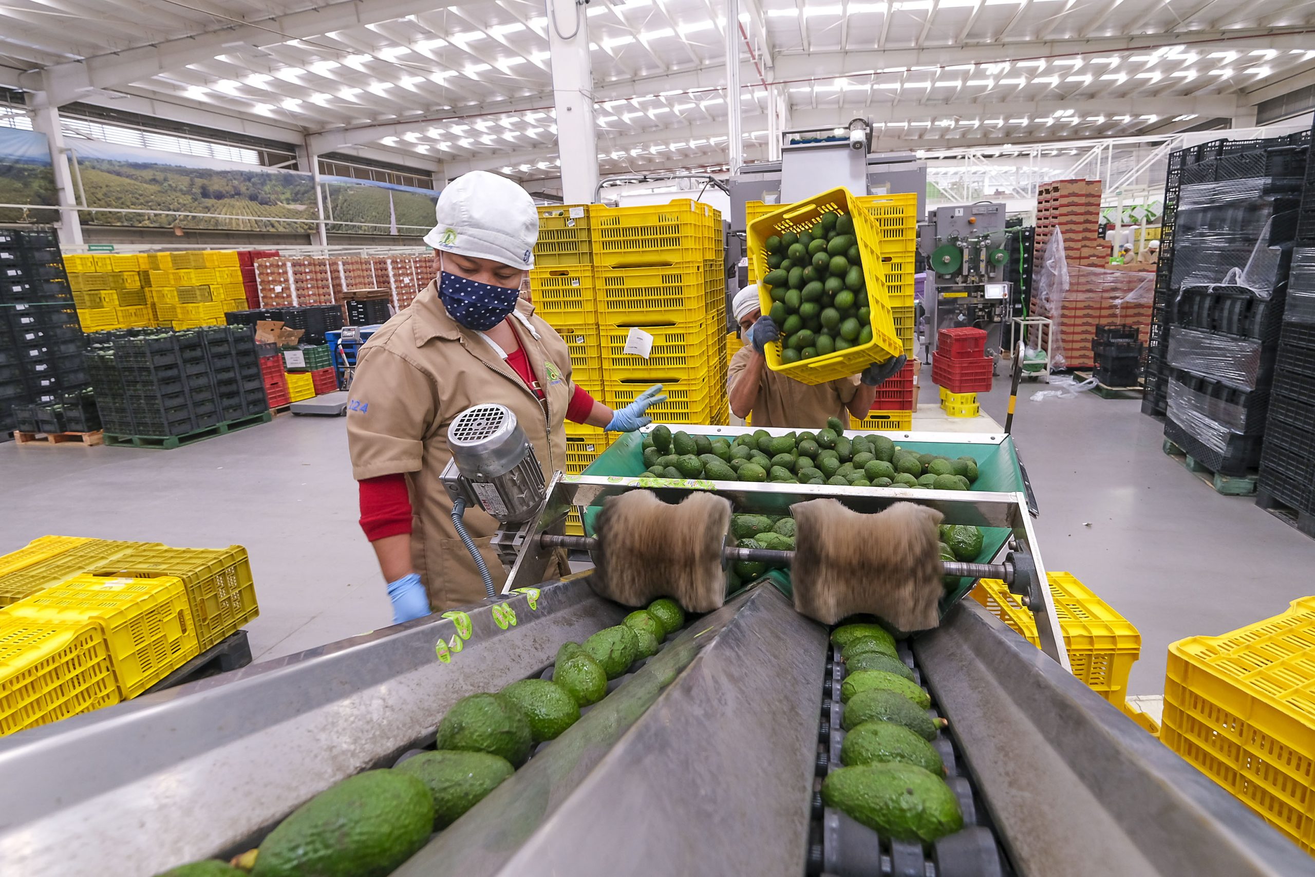 Estados Unidos autoriza las importaciones de aguacate de Jalisco, tras 10 años de espera