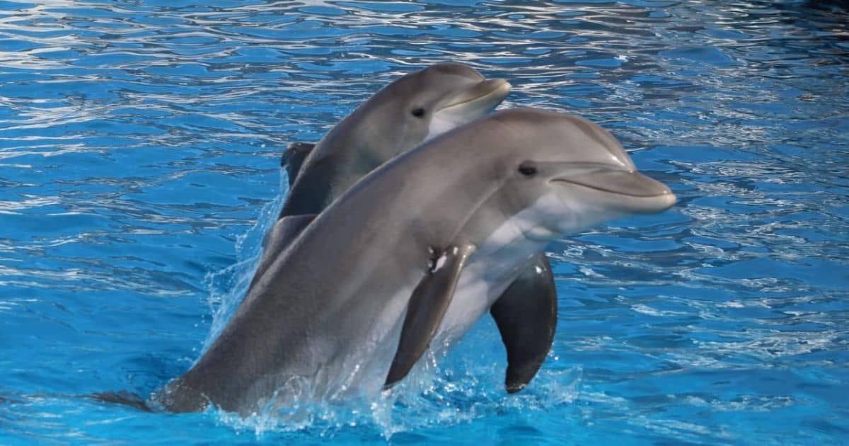 Maltrato animal: prohíben uso de mamíferos marinos en espectáculos