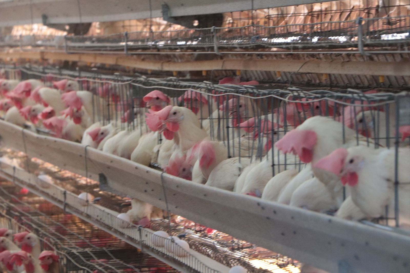 Clima frío y baja producción de gallinas encarecen el huevo: Profeco