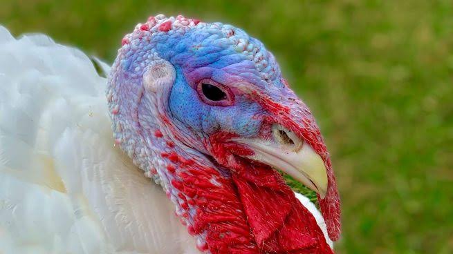 ¿Pavo en Año Nuevo? Estos cinco estados concentran la producción del manjar mexicano