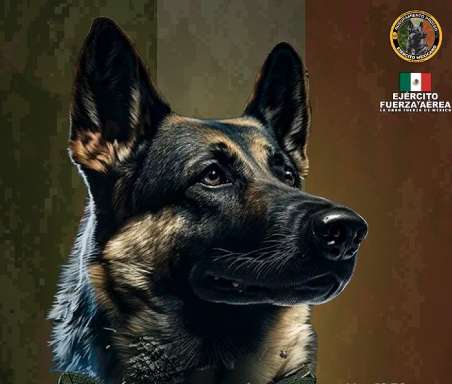 Proteo, el perro rescatista mexicano, ‘deja huella’ en Turquía: tendrá monumento en Estambul